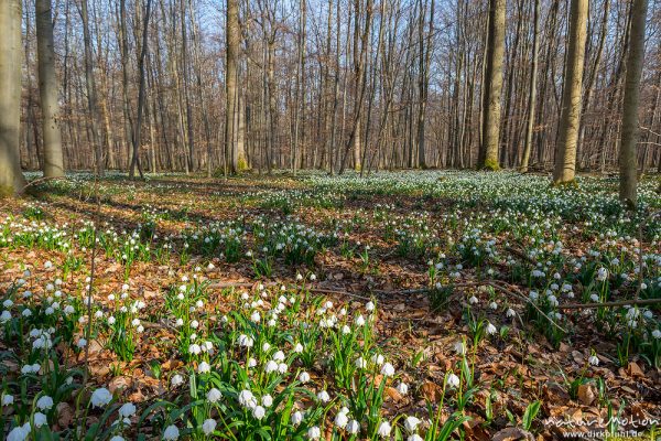 Märzenbecher, Leucojum vernum, Amaryllidaceae, dichter Bestand blühender Pflanzen im Buchenwald, Leinebusch, A nature document - not arranged nor manipulated, Göttingen, Deutschland