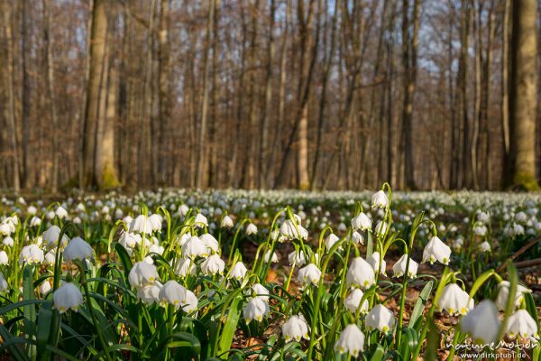 Märzenbecher, Leucojum vernum, Amaryllidaceae, dichter Bestand blühender Pflanzen im Buchenwald, Leinebusch, A nature document - not arranged nor manipulated, Göttingen, Deutschland