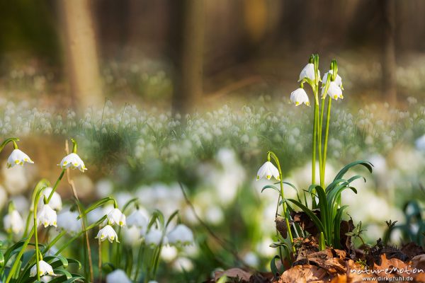 Märzenbecher, Leucojum vernum, Amaryllidaceae, dichter Bestand blühender Pflanzen im Buchenwald, Leinebusch, A nature document - not arranged nor manipulated, montage, Göttingen, Deutschland