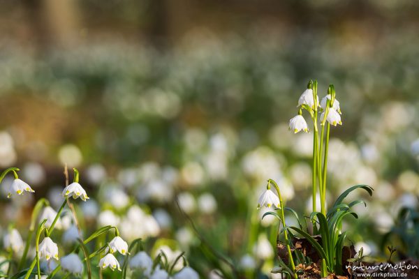 Märzenbecher, Leucojum vernum, Amaryllidaceae, dichter Bestand blühender Pflanzen im Buchenwald, Leinebusch, A nature document - not arranged nor manipulated, Göttingen, Deutschland