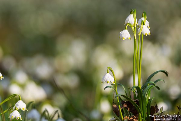 Märzenbecher, Leucojum vernum, Amaryllidaceae, dichter Bestand blühender Pflanzen im Buchenwald, Leinebusch, A nature document - not arranged nor manipulated, Göttingen, Deutschland