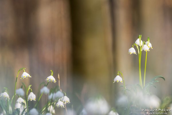 Märzenbecher, Leucojum vernum, Amaryllidaceae, dichter Bestand blühender Pflanzen im Buchenwald, Leinebusch, A nature document - not arranged nor manipulated, Göttingen, Deutschland