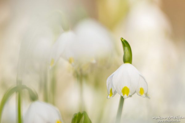 Märzenbecher, Leucojum vernum, Amaryllidaceae, dichter Bestand blühender Pflanzen im Buchenwald, Leinebusch, A nature document - not arranged nor manipulated, Göttingen, Deutschland