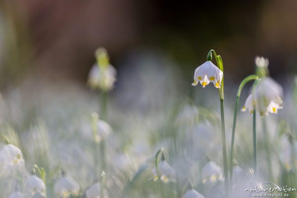 Märzenbecher, Leucojum vernum, Amaryllidaceae, dichter Bestand blühender Pflanzen im Buchenwald, Leinebusch, A nature document - not arranged nor manipulated, Göttingen, Deutschland