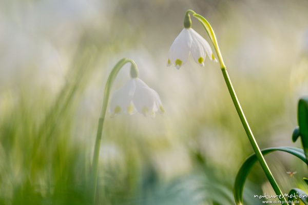 Märzenbecher, Leucojum vernum, Amaryllidaceae, dichter Bestand blühender Pflanzen im Buchenwald, Leinebusch, A nature document - not arranged nor manipulated, Göttingen, Deutschland