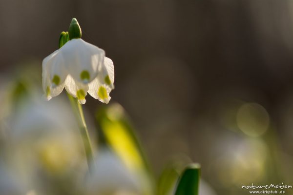 Märzenbecher, Leucojum vernum, Amaryllidaceae, dichter Bestand blühender Pflanzen im Buchenwald, Leinebusch, A nature document - not arranged nor manipulated, Göttingen, Deutschland