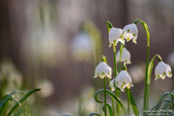 Märzenbecher, Leucojum vernum, Amaryllidaceae, dichter Bestand blühender Pflanzen im Buchenwald, Leinebusch, A nature document - not arranged nor manipulated, Göttingen, Deutschland