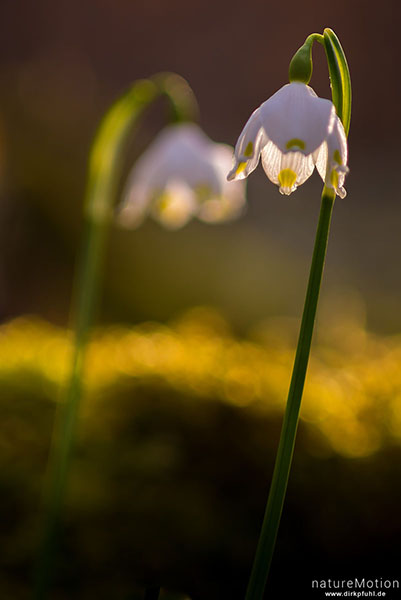 Märzenbecher, Leucojum vernum, Amaryllidaceae, dichter Bestand blühender Pflanzen im Buchenwald, Leinebusch, A nature document - not arranged nor manipulated, Göttingen, Deutschland