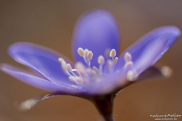 Leberblümchen, Hepatica nobilis, Ranunculaceae, Blüten im Gegenlicht, Reckershausen, Deutschland