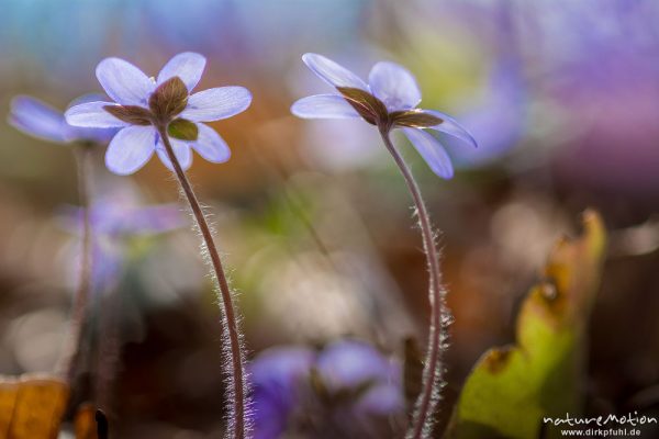 Leberblümchen, Hepatica nobilis, Ranunculaceae, Blüten im Gegenlicht, Reckershausen, Deutschland