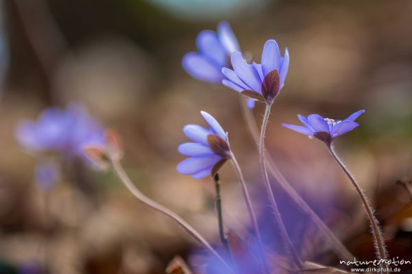 Leberblümchen, Hepatica nobilis, Ranunculaceae, Blüten im Gegenlicht, Reckershausen, Deutschland