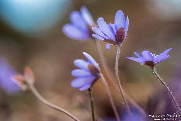 Leberblümchen, Hepatica nobilis, Ranunculaceae, Blüten im Gegenlicht, Reckershausen, Deutschland