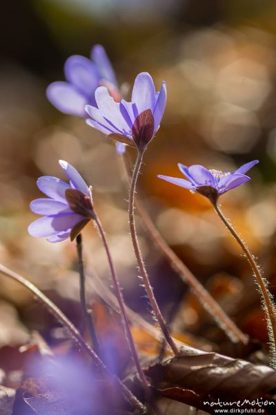 Leberblümchen, Hepatica nobilis, Ranunculaceae, Blüten im Gegenlicht, Reckershausen, Deutschland