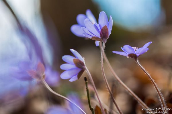 Leberblümchen, Hepatica nobilis, Ranunculaceae, Blüten im Gegenlicht, Reckershausen, Deutschland