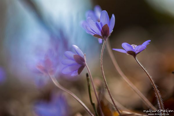 Leberblümchen, Hepatica nobilis, Ranunculaceae, Blüten im Gegenlicht, Reckershausen, Deutschland