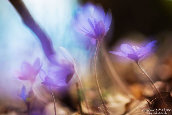 Leberblümchen, Hepatica nobilis, Ranunculaceae, Mehrfachbelichtung scharf/unscharf, Reckershausen, Deutschland
