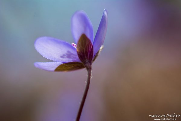 Leberblümchen, Hepatica nobilis, Ranunculaceae, Blüten im Gegenlicht, Reckershausen, Deutschland