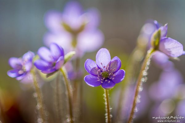 Leberblümchen, Hepatica nobilis, Ranunculaceae, Blüten im Gegenlicht, Reckershausen, Deutschland