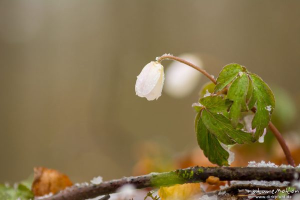 Buschwindröschen, Anemone nemorosa, Ranunculaceae, Blüte bei Schneeregen, Göttinger Wald, Göttingen, Deutschland