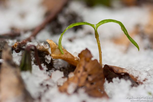 Keimling bricht durch die Schneedecke, Göttinger Wald, Göttingen, Deutschland