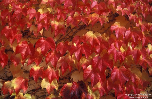 Weinlaub in roter Herbstfärbung, Universität Göttingen, Göttingen, Deutschland