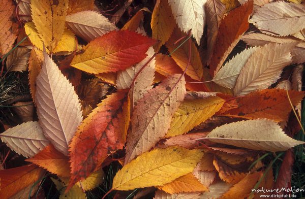 Kirschlaub in roter Herbstfärbung, am Boden liegend, Universität Göttingen, Göttingen, Deutschland