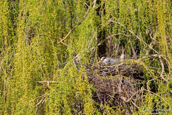 Graureiher, Ardea cinerea, Ardeidae, brütender Altvogel im Nest, Brutkolonie in einer Weide im Levinschen Park, Göttingen, Deutschland