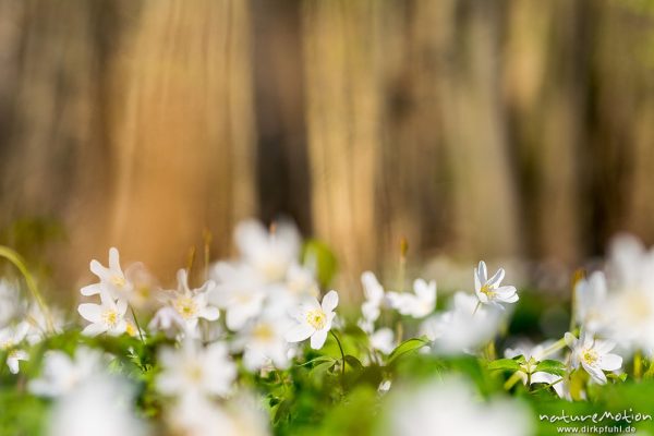 Buschwindröschen, Anemone nemorosa, Ranunculaceae, Blüte, blühender Buchenwald, Göttinger Wald, Göttingen, Deutschland