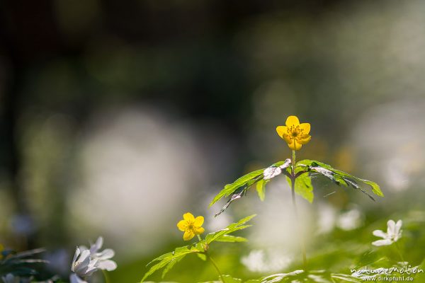 Gelbes Windröschen, Anemone ranunculoides, Ranunculaceae, Blüte, blühender Buchenwald, Göttinger Wal, Göttingen, Deutschland