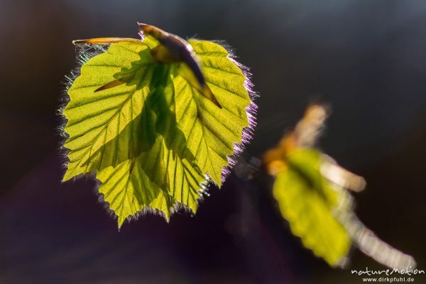 Rot-Buche, Fagus sylvatica, Fagaceae, Laubaustrieb, frisch entfaltetes Blatt im Gegenlicht, Göttinger Wald, Göttingen, Deutschland