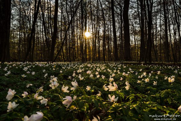 Buschwindröschen, Anemone nemorosa, Ranunculaceae, Blütenteppich im noch unbelaubten Buchenwald, Sonnenuntergang, Göttinger Wald, Göttingen, Deutschland