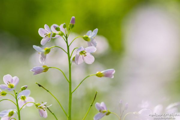 Wiesen-Schaumkraut, Cardamine pratensis, Brassicaceae, dichter Bestand blühender Pflanzen in einem feuchten und lichten Bereich im Buchenwald, Göttinger Wald, Göttingen, Deutschland