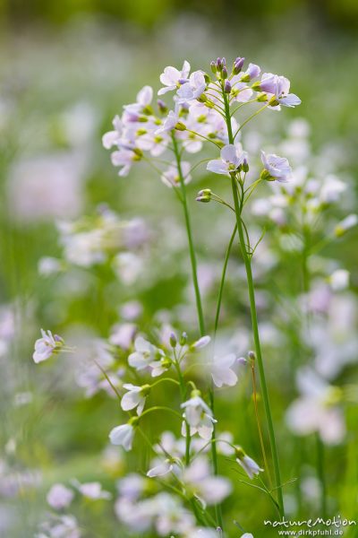 Wiesen-Schaumkraut, Cardamine pratensis, Brassicaceae, dichter Bestand blühender Pflanzen in einem feuchten und lichten Bereich im Buchenwald, Göttinger Wald, Göttingen, Deutschland