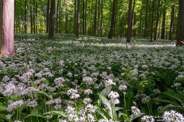 Bärlauch, Allium ursinum, Liliaceae, dichter Bestand blühender Pflanzen im Buchenwald, Diemarden bei Göttingen, Deutschland