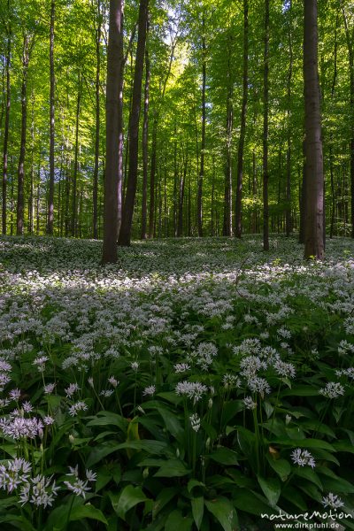Bärlauch, Allium ursinum, Liliaceae, dichter Bestand blühender Pflanzen im Buchenwald, Diemarden bei Göttingen, Deutschland
