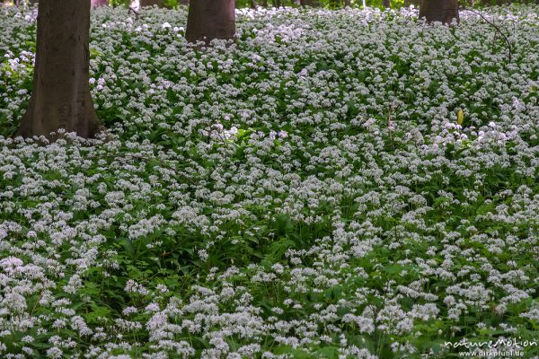 Bärlauch, Allium ursinum, Liliaceae, dichter Bestand blühender Pflanzen im Buchenwald, Diemarden bei Göttingen, Deutschland