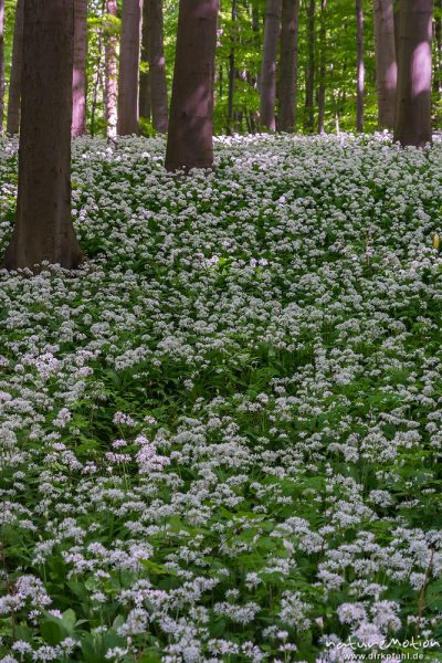 Bärlauch, Allium ursinum, Liliaceae, dichter Bestand blühender Pflanzen im Buchenwald, Diemarden bei Göttingen, Deutschland