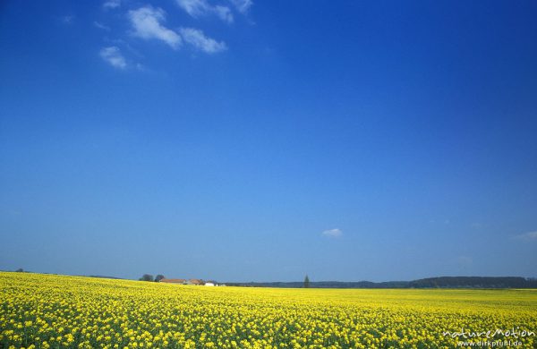 Rapsfeld mit blauem Himmel, Ballenhausen, Göttingen, Deutschland