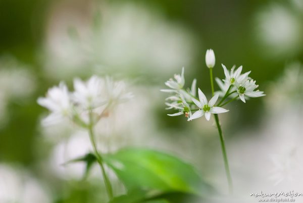 Bärlauch, Allium ursinum, Liliaceae, blühende Pflanze, dichter bestand im Buchenwald, Westerberg, Göttingen, Deutschland