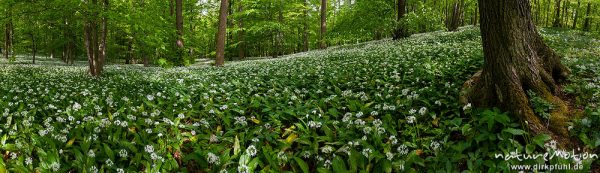 Bärlauch, Allium ursinum, Liliaceae, dichter Bestand blühender Pflanzen im Buchenwald, Westerberg, Göttingen, Deutschland