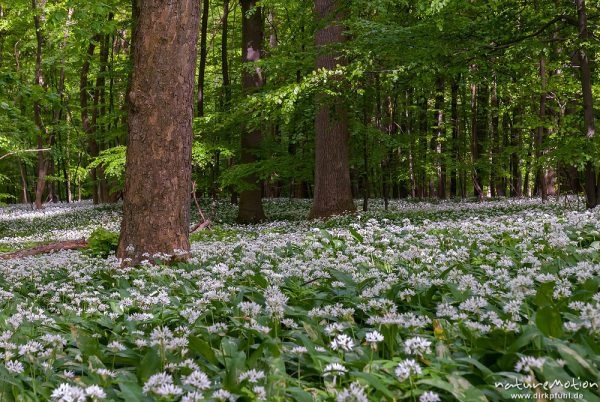 Bärlauch, Allium ursinum, Liliaceae, dichter Bestand blühender Pflanzen im Buchenwald, Westerberg, Göttingen, Deutschland