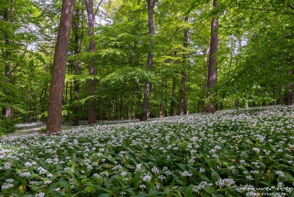 Bärlauch, Allium ursinum, Liliaceae, dichter Bestand blühender Pflanzen im Buchenwald, Westerberg, Göttingen, Deutschland