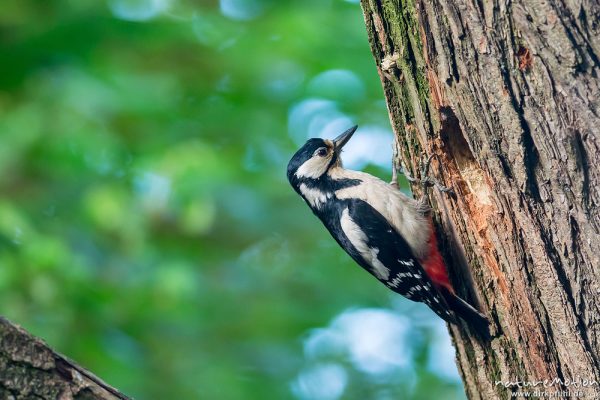 Buntspecht, Dendrocopos major, 	Spechte (Picidae), Weibchen, sitzend an Nisthöhle, Levinscher Park, Göttingen, Deutschland