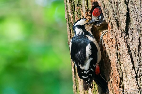 Buntspecht, Dendrocopos major, 	Spechte (Picidae), Weibchen, füttert Küken am Eingang zur Nisthöhle, Levinscher Park, Göttingen, Deutschland