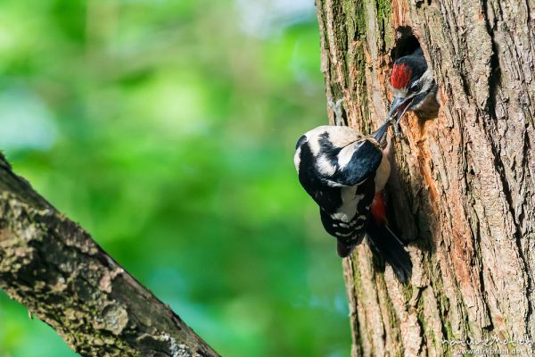 Buntspecht, Dendrocopos major, 	Spechte (Picidae), Weibchen, füttert Küken am Eingang zur Nisthöhle, Levinscher Park, Göttingen, Deutschland