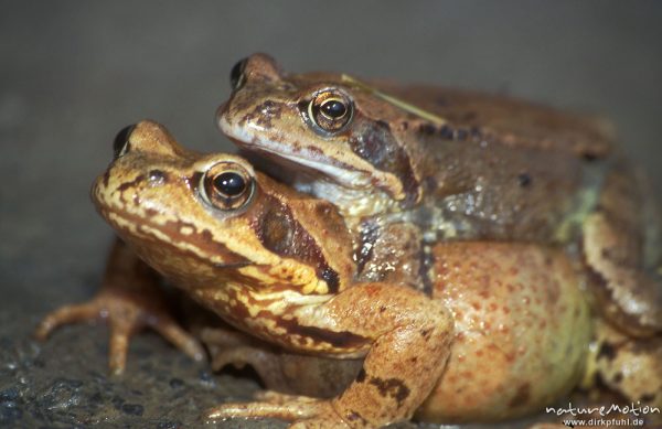 Grasfrosch, Rana temporaria, Pärchen, schräg von Vorn, Erlenbruch beim Tripkenpfuhl, Göttinger Wald, Göttingen, Deutschland