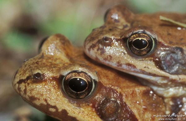 Grasfrosch, Rana temporaria, Pärchen, nur Kopf und Augen, Erlenbruch beim Tripkenpfuhl, Göttinger Wald, Göttingen, Deutschland