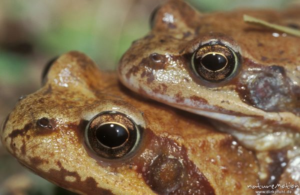 Grasfrosch, Rana temporaria, Pärchen, nur Kopf und Augen, Erlenbruch beim Tripkenpfuhl, Göttinger Wald, Göttingen, Deutschland