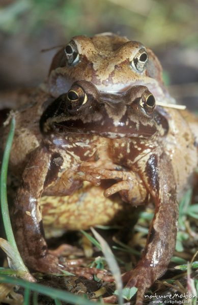 Grasfrosch, Rana temporaria, Pärchen von vorn, Vorderbeine und Umklammerung, Erlenbruch beim Tripkenpfuhl, Göttinger Wald, Göttingen, Deutschland