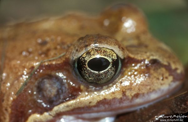 Grasfrosch, Rana temporaria, Männchen, Kopf und Auge, Erlenbruch beim Tripkenpfuhl, Göttinger Wald, Göttingen, Deutschland